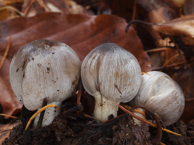 hnojník atramentový Coprinopsis atramentaria (Bull.) Redhead, Vilgalys & Moncalvo