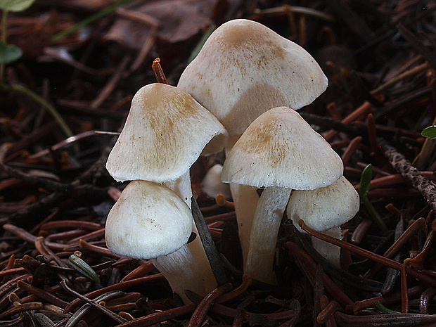 vláknica hlinovolupeňová Inocybe geophylla (Bull.) P. Kumm.