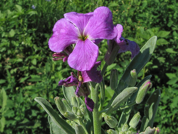 fiala sivá Matthiola incana (L.) R. Br.