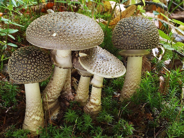 muchotrávka olivovohnedastá Amanita franchetii (Boud.) Fayod