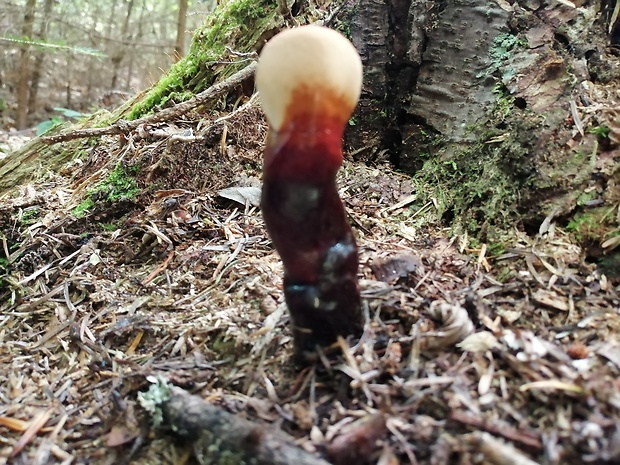 lesklokôrovka obyčajná Ganoderma lucidum (Curtis) P. Karst.