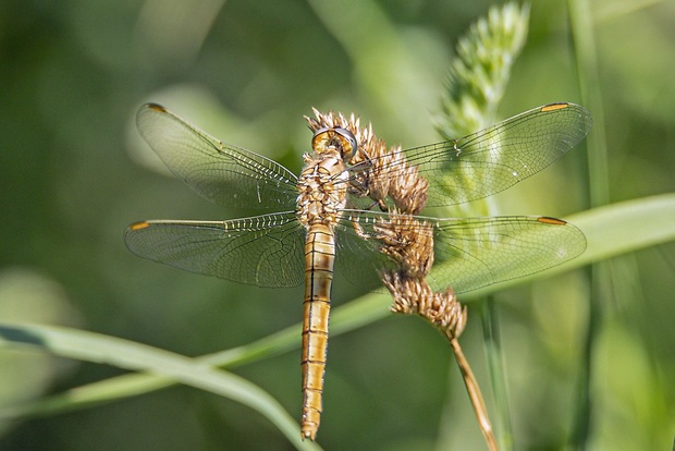 vážka - samica Orthetrum brunneum