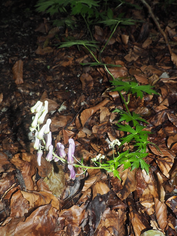 prilbica moldavská Aconitum moldavicum Hacq. ex Rchb.