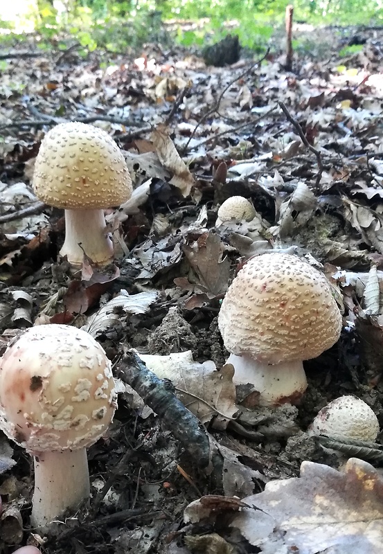 muchotrávka červenkastá Amanita rubescens Pers.