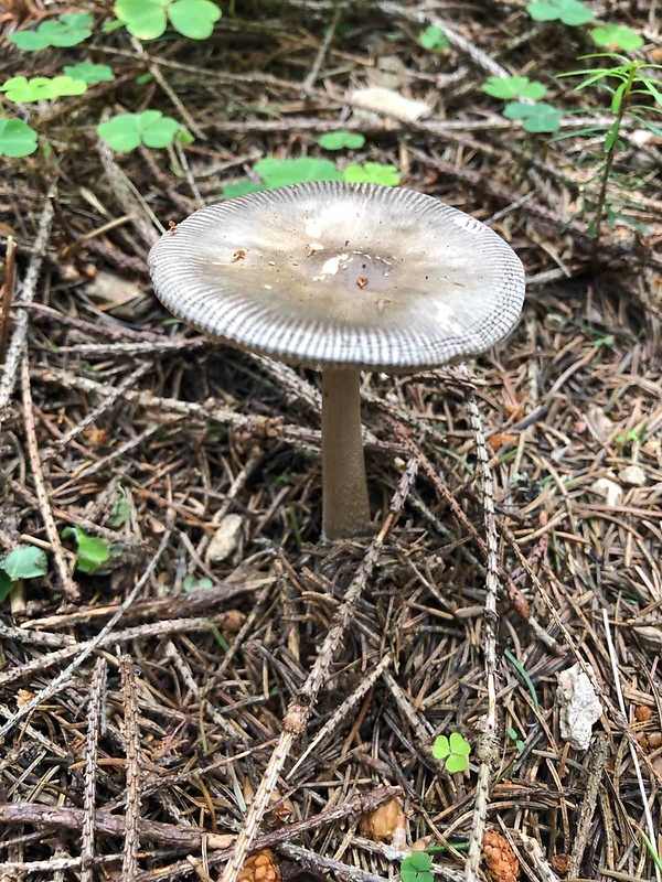 muchotrávka pošvatá Amanita vaginata (Bull.) Lam.