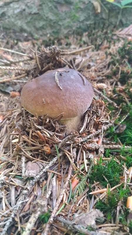 hríb smrekový Boletus edulis Bull.