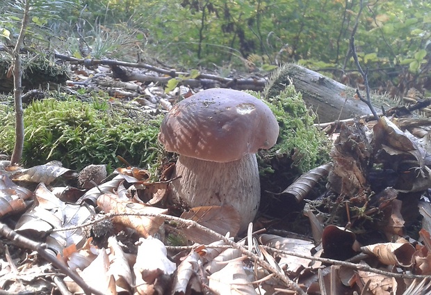 hríb smrekový Boletus edulis Bull.