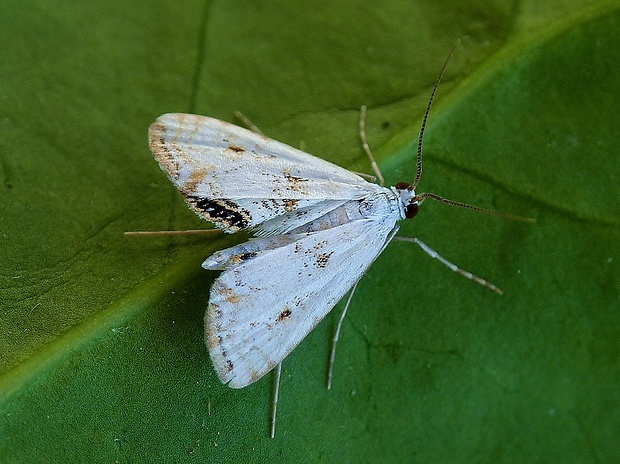 vijačka žaburinková Cataclysta lemnata