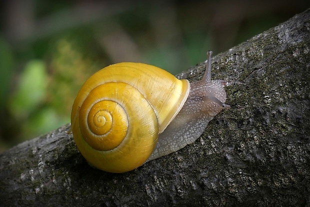 slimák meňavý (sk) / páskovka keřová (cz) Cepaea hortensis O. F. Müller, 1774