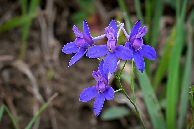 ostrôžka poľná Consolida regalis Gray