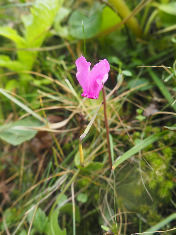 cyklámen fatranský Cyclamen fatrense Halda et Soják