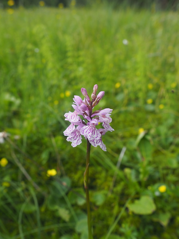 vstavačovec škvrnitý mokraďový Dactylorhiza maculata subsp. elodes (Griseb.) Soó