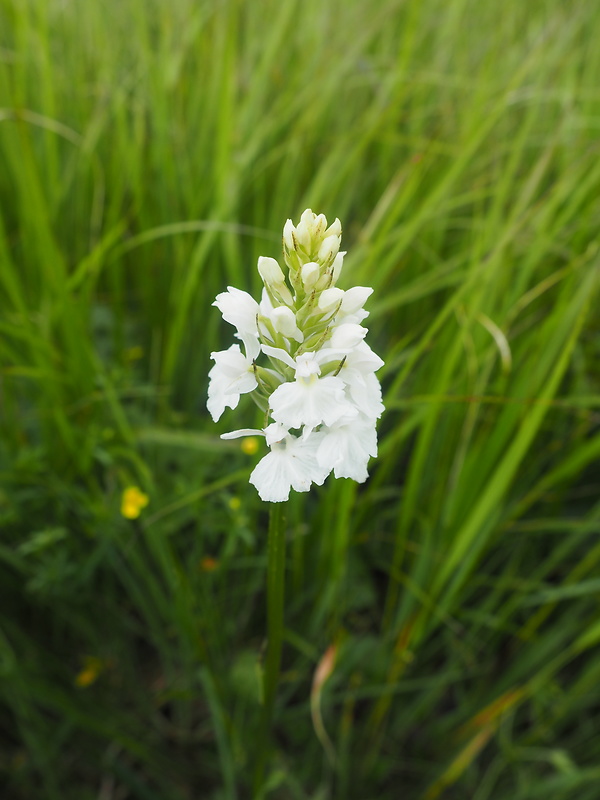 vstavačovec škvrnitý sedmohradský Dactylorhiza maculata subsp. transsilvanica (Schur) Soó