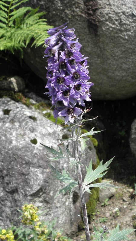 stračonôžka vysoká Delphinium elatum L.