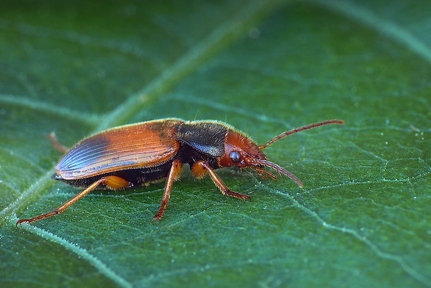 bystruška (sk) / střevlík (cz) Diachromus germanus Linnaeus, 1758