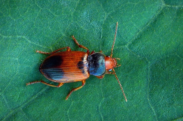 bystruška (sk) / střevlík (cz) Diachromus germanus Linnaeus, 1758