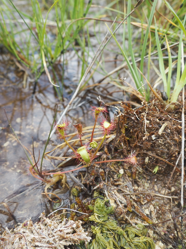 rosička anglická Drosera anglica Huds.