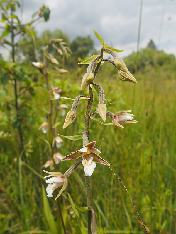 kruštík močiarny Epipactis palustris (L.) Crantz