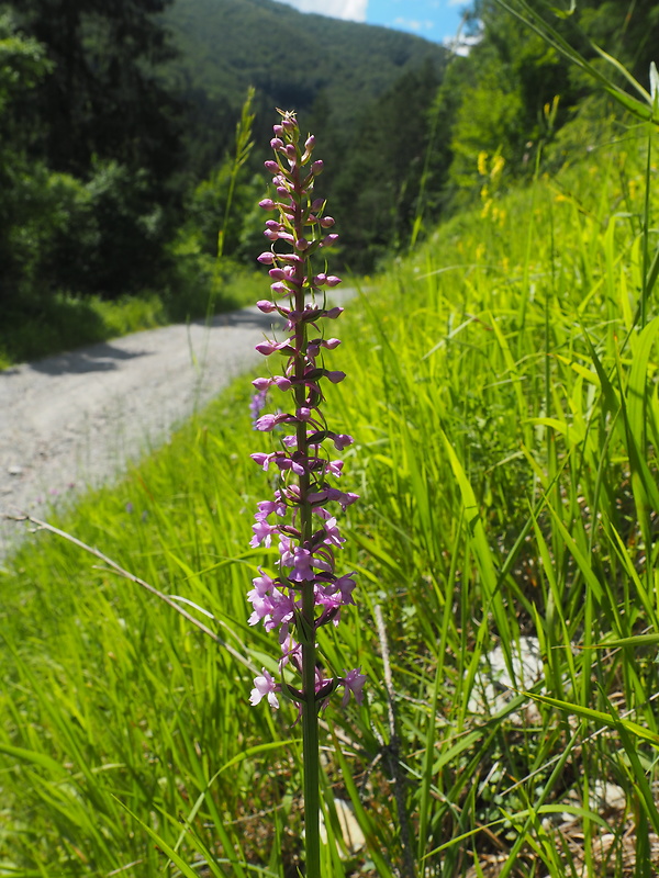 päťprstnica obyčajná Gymnadenia conopsea (L.) R. Br.