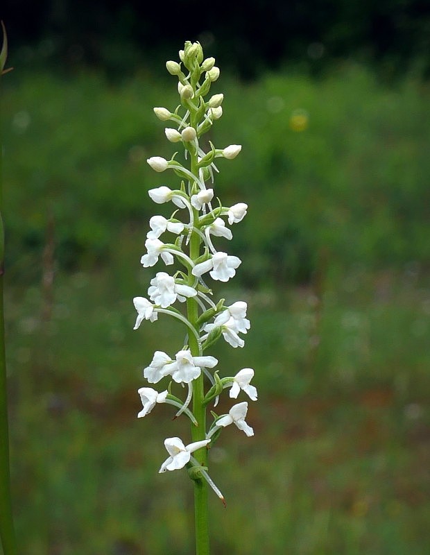 päťprstnica obyčajná Gymnadenia conopsea (L.) R. Br.