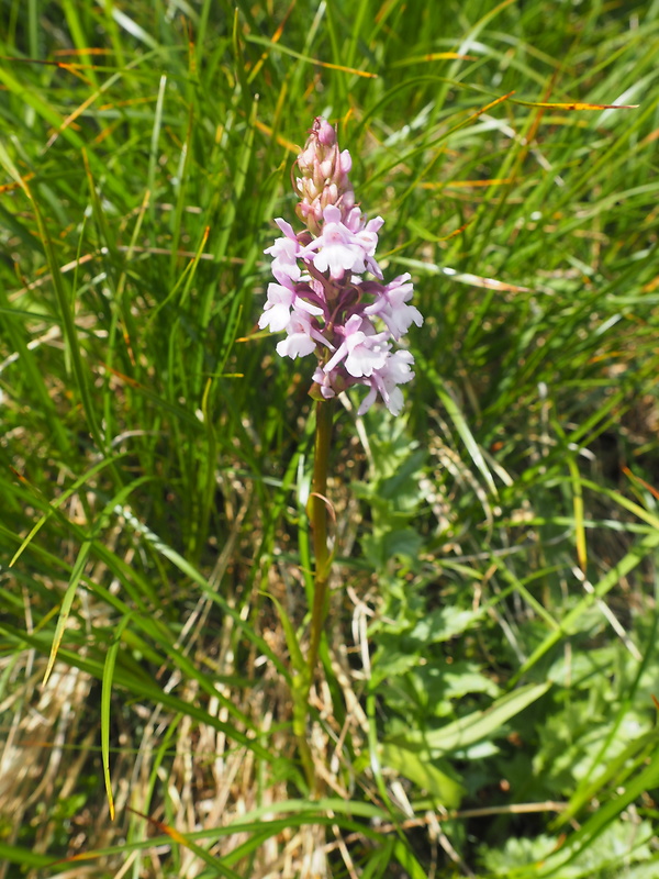 päťprstnica voňavá Gymnadenia odoratissima (L.) Rich.