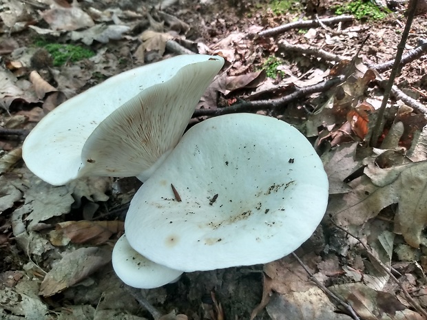 rýdzik korenistý Lactarius piperatus (L.) Pers.