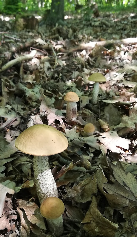 kozák hrabový Leccinum pseudoscabrum (Kallenb.) Šutara