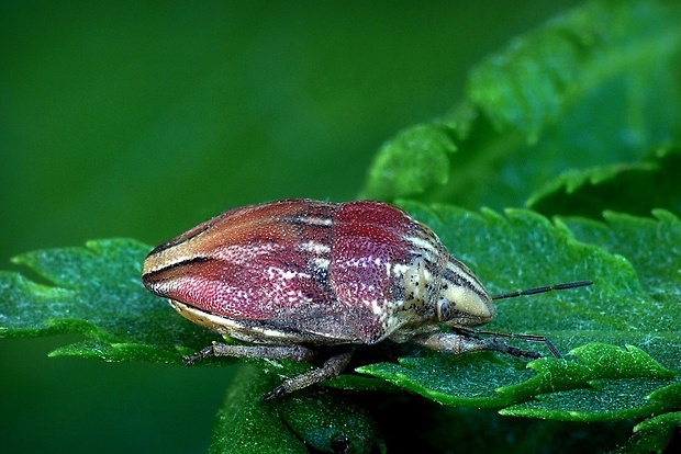 štítovka (sk) / štítovka rudopásá (cz) Odontotarsus purpureolineatus Rossi, 1790