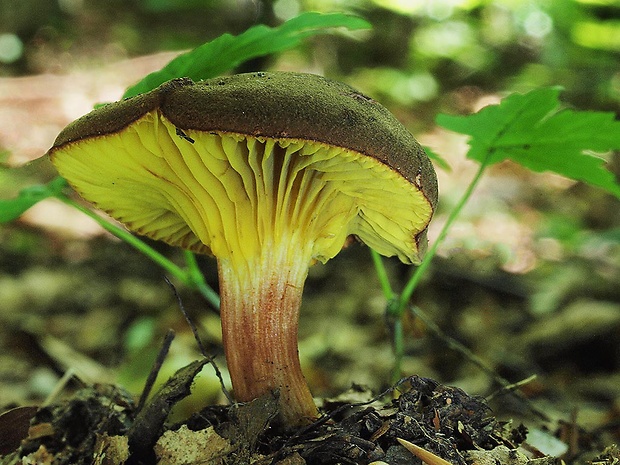 lupeňopórovec červenožltý Phylloporus rhodoxanthus (Schwein.) Bres.