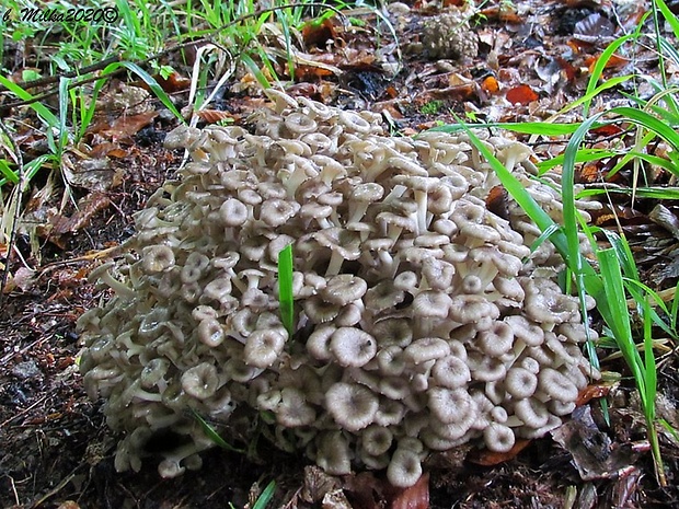 trúdnik klobúčkatý Polyporus umbellatus (Pers.) Fr.