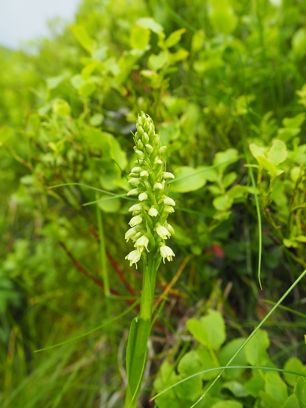 bieloprst belavý Pseudorchis albida (L.) Á. Löve et D. Löve