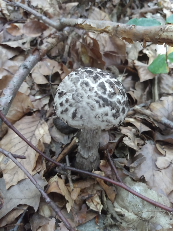 šiškovec šupinatý Strobilomyces strobilaceus (Scop.) Berk.