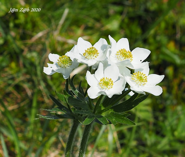 veternica narcisokvetá Anemone narcissiflora L.