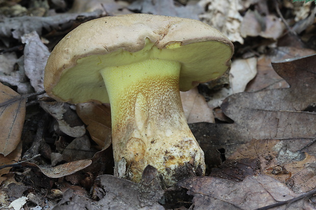 hríb horský Butyriboletus subappendiculatus (Dermek, Lazebn. & J. Veselský) D. Arora & J.L. Frank