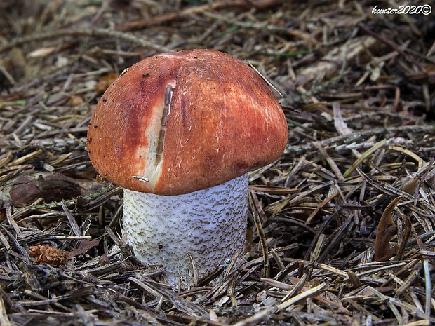 kozák smrekový Leccinum piceinum Pilát & Dermek