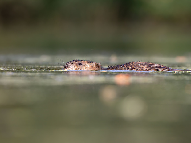 nutria riečna Myocastor coypus