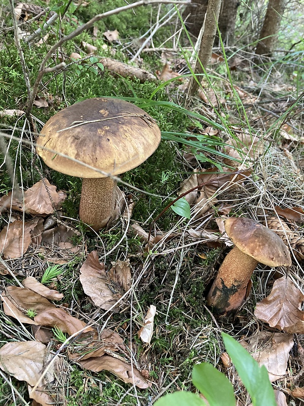 hríb zrnitohlúbikový Sutorius luridiformis (Rostk.) G. Wu & Zhu L. Yang