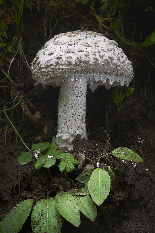 muchotrávka šiškovitá Amanita strobiliformis Gonn. & Rabenh.