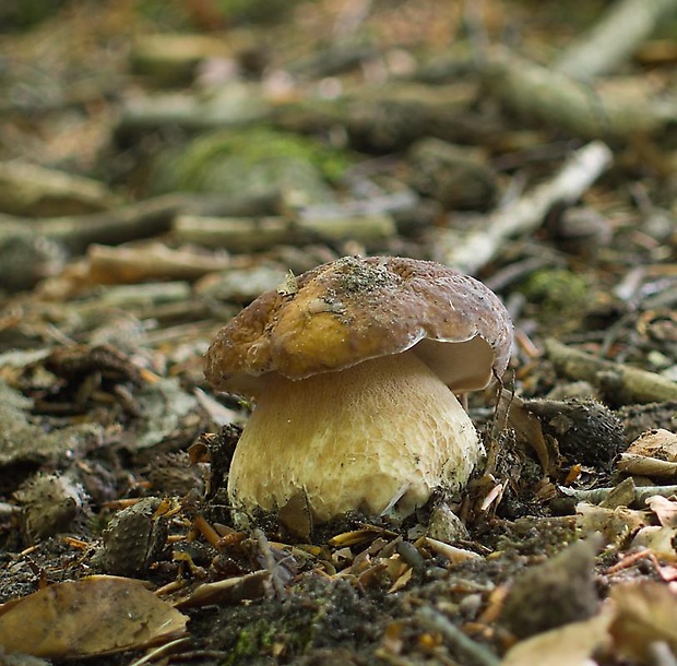 hríb smrekový Boletus edulis Bull.