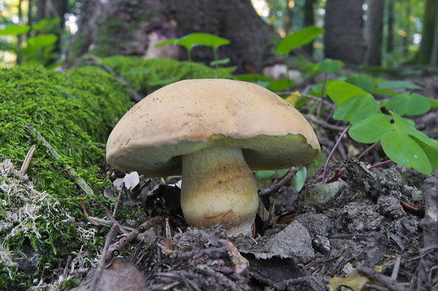 hríb horský Butyriboletus subappendiculatus (Dermek, Lazebn. & J. Veselský) D. Arora & J.L. Frank