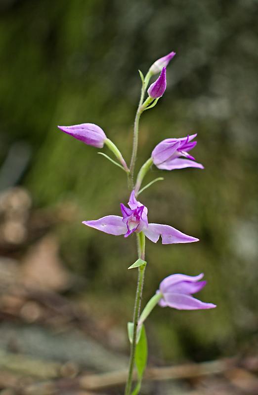 prilbovka červená Cephalanthera rubra (L.) Rich.