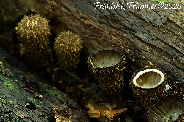 čiaškovec pásikavý Cyathus striatus (Huds.) Willd.