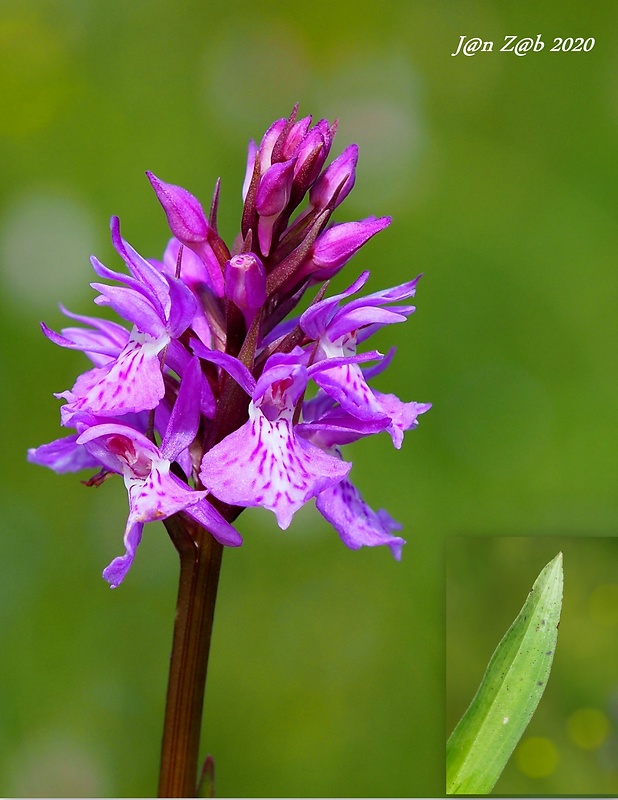 vstavačovec škvrnitý mokraďový Dactylorhiza maculata subsp. elodes (Griseb.) Soó