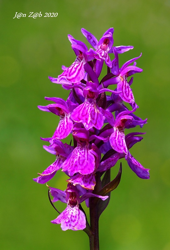 vstavačovec Dactylorhiza sp.