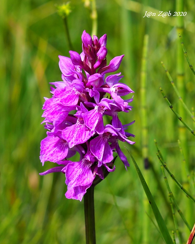 vstavačovec Dactylorhiza sp.