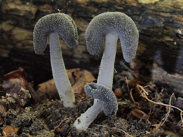 chriapač sedlovitý Helvella ephippium Lév.