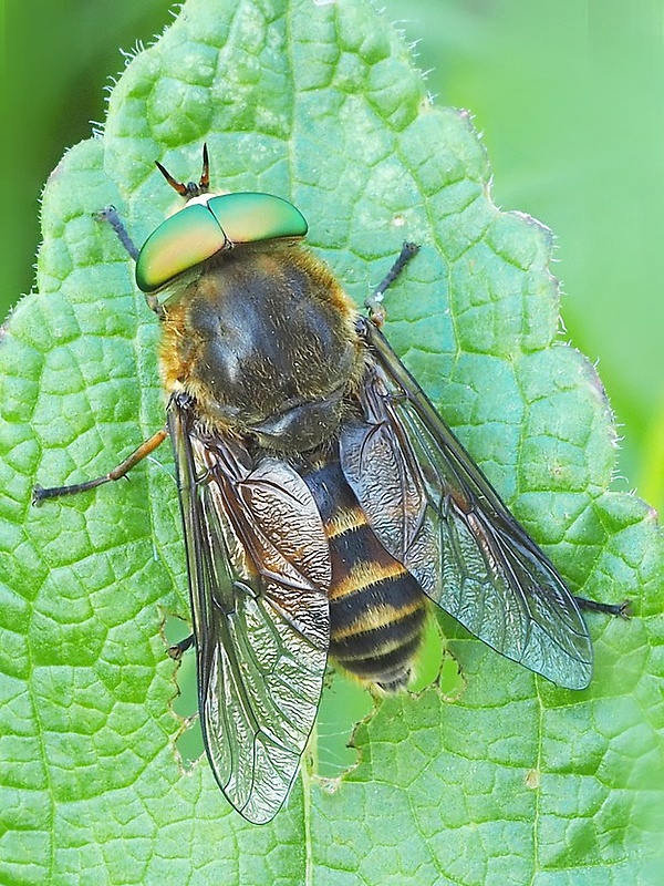 ovad Hybomitra lundbecki