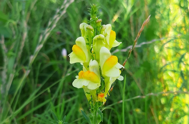 pyštek obyčajný Linaria vulgaris Mill.