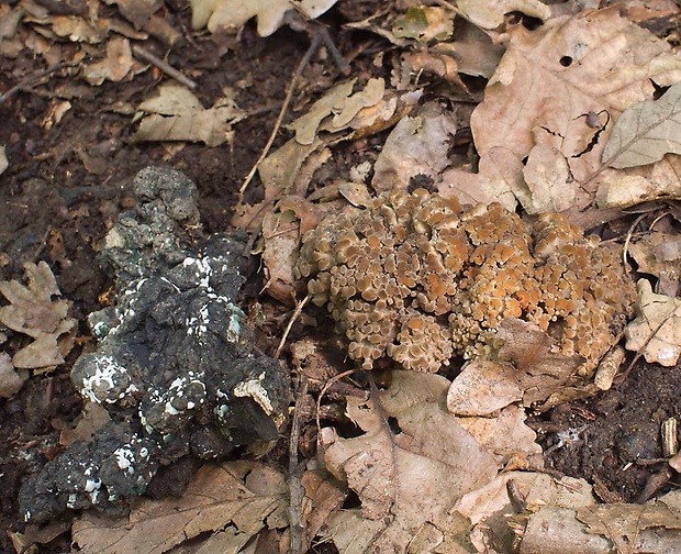 trúdnik klobúčkatý Polyporus umbellatus (Pers.) Fr.