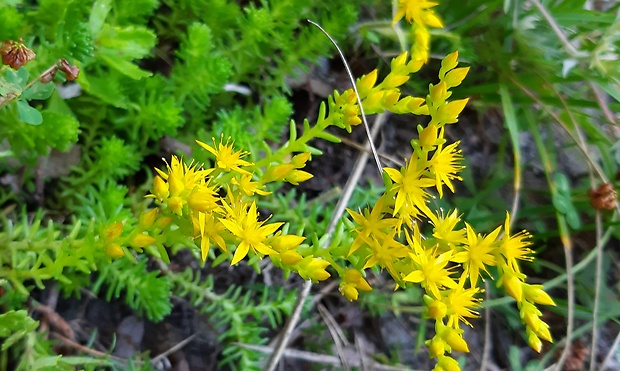 rozchodník Sedum sp.